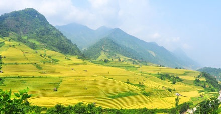 Quyến rũ ruộng bậc thang Sa Pa mùa lúa chín - 2 Quyến rũ ruộng bậc thang Sa Pa mùa lúa chín - 2
