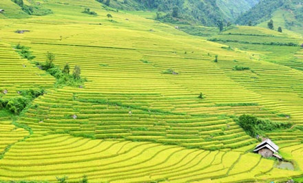 Quyến rũ ruộng bậc thang Sa Pa mùa lúa chín - 3 Quyến rũ ruộng bậc thang Sa Pa mùa lúa chín - 3