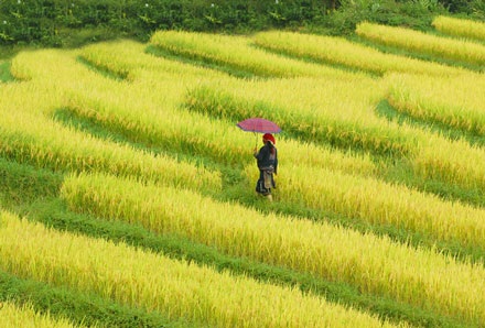 Quyến rũ ruộng bậc thang Sa Pa mùa lúa chín - 7 Quyến rũ ruộng bậc thang Sa Pa mùa lúa chín - 7