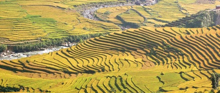 Quyến rũ ruộng bậc thang Sa Pa mùa lúa chín - 9 Quyến rũ ruộng bậc thang Sa Pa mùa lúa chín - 9