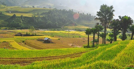 Quyến rũ ruộng bậc thang Sa Pa mùa lúa chín - 12 Quyến rũ ruộng bậc thang Sa Pa mùa lúa chín - 12