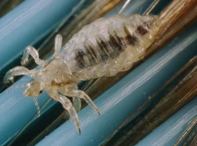 “Nhận dạng” vết cắn của côn trùng - 8