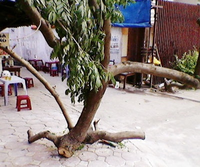Nạn trộm sưa tiếp diễn trên phố Phan Kế Bính - 2 Nạn trộm sưa tiếp diễn trên phố Phan Kế Bính - 2