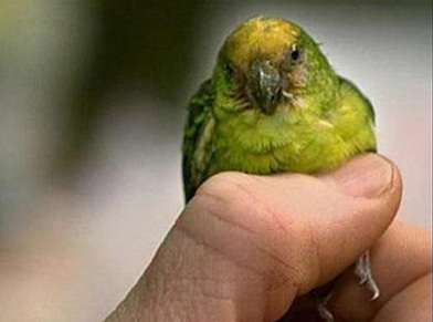 Phát hiện loài vẹt chỉ nhỏ bằng ngón tay cái - 1