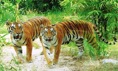 Nỗi day dứt của “Võ Tòng” đánh hổ cứu người - 2 Nỗi day dứt của “Võ Tòng” đánh hổ cứu người - 2