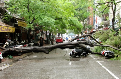 Cây phượng 10 tuổi bật gốc, chắn ngang phố Triệu Việt Vương - 1 Cây phượng 10 tuổi bật gốc, chắn ngang phố Triệu Việt Vương - 1