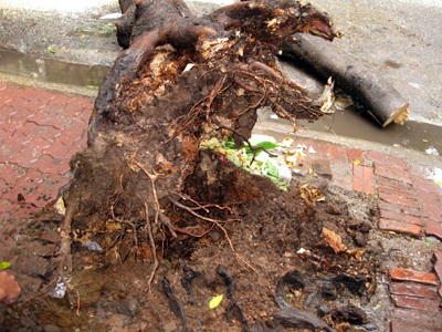 Cây phượng 10 tuổi bật gốc, chắn ngang phố Triệu Việt Vương - 2 Cây phượng 10 tuổi bật gốc, chắn ngang phố Triệu Việt Vương - 2