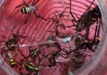 Người đàn ông "nghiện" ăn nhện độc - 1