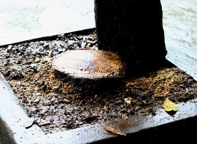 Lại một cây sưa non bị “chết oan” - 1 Lại một cây sưa non bị “chết oan” - 1