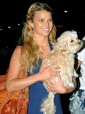 Jessica Simpson khóc hết nước mắt vì mất cún cưng - 2 Jessica Simpson khóc hết nước mắt vì mất cún cưng - 2