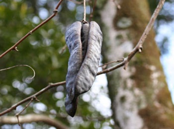 Đông y và những vị thuốc đặc biệt - 4 Đông y và những vị thuốc đặc biệt - 4