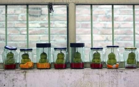 Quả lê hình đức Phật ở Trung Quốc - 3