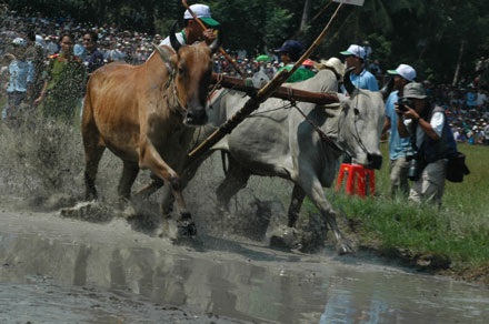 Bê bết bùn cùng lễ hội đua bò độc đáo - 2