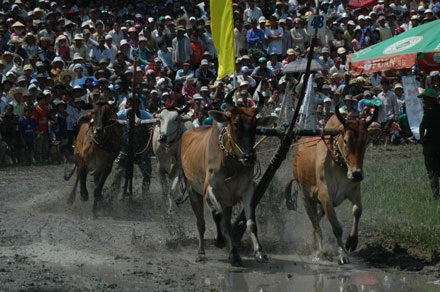 Bê bết bùn cùng lễ hội đua bò độc đáo - 1