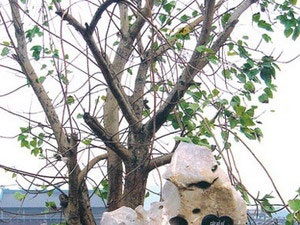 43 cây bồ đề trong khu vực chùa Bái Đính bị chặt phá - 1 43 cây bồ đề trong khu vực chùa Bái Đính bị chặt phá - 1