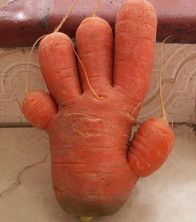 Củ cà rốt giống hệt bàn tay - 1 Củ cà rốt giống hệt bàn tay - 1
