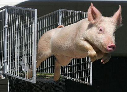 Những chú lợn biết “bay” - 1