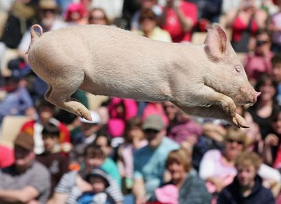 Những chú lợn biết “bay” - 5