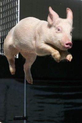 Những chú lợn biết “bay” - 2