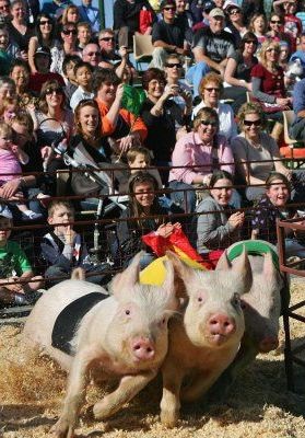 Những chú lợn biết “bay” - 6