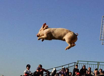 Những chú lợn biết “bay” - 4