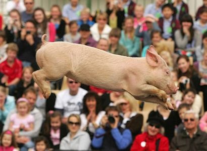 Những chú lợn biết “bay” - 3