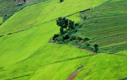 Ảnh đẹp “sóng lúa” vùng cao - 6
