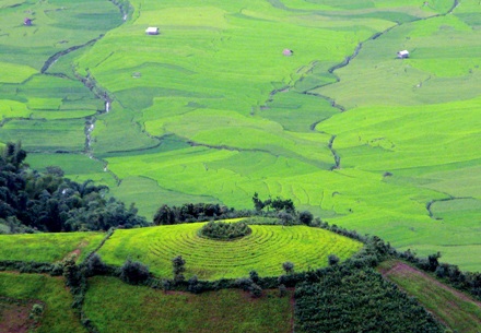 Ảnh đẹp “sóng lúa” vùng cao - 2