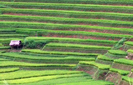 Ảnh đẹp “sóng lúa” vùng cao - 10