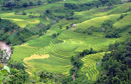 Ảnh đẹp “sóng lúa” vùng cao - 8