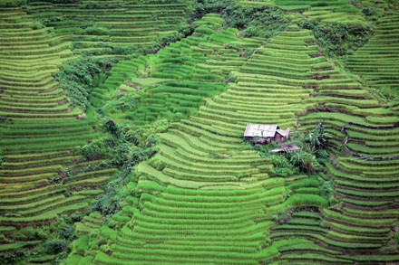 Ảnh đẹp “sóng lúa” vùng cao - 5