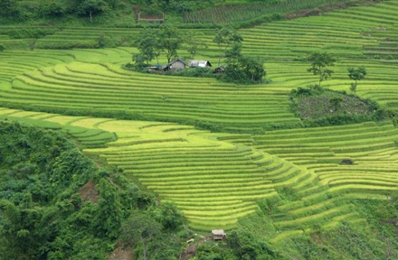 Ảnh đẹp “sóng lúa” vùng cao - 7