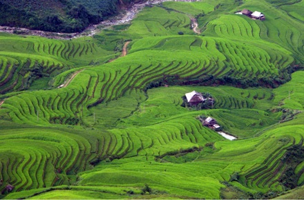 Ảnh đẹp “sóng lúa” vùng cao - 3