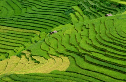 Ảnh đẹp “sóng lúa” vùng cao - 4