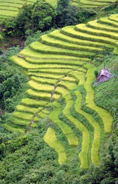 Ảnh đẹp “sóng lúa” vùng cao - 9