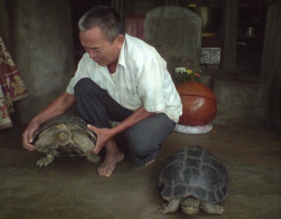 Hai “cụ” rùa bất ngờ xuất hiện ở ngôi chùa 1.600 tuổi - 2