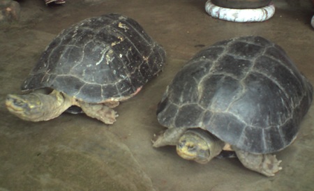 Hai “cụ” rùa bất ngờ xuất hiện ở ngôi chùa 1.600 tuổi - 1