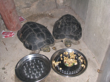 Hai “cụ” rùa bất ngờ xuất hiện ở ngôi chùa 1.600 tuổi - 5