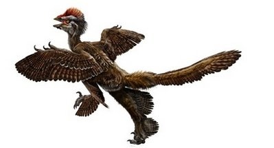 Trung Quốc phát hiện loài khủng long giống chim - 1 Trung Quốc phát hiện loài khủng long giống chim - 1