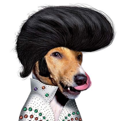 Các rocker thú cưng khoe dáng - 9 Các rocker thú cưng khoe dáng - 9