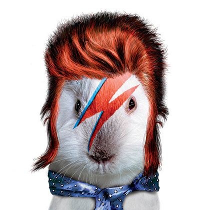 Các rocker thú cưng khoe dáng - 8 Các rocker thú cưng khoe dáng - 8