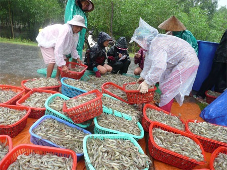 Nuốt nước mắt nhìn tôm trôi theo lũ - 2 Nuốt nước mắt nhìn tôm trôi theo lũ - 2