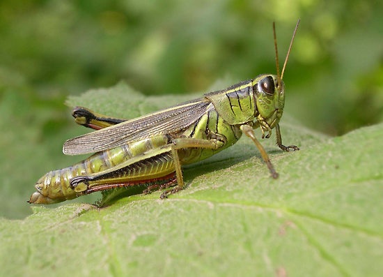 Bỏ việc đi nuôi châu chấu  - 1