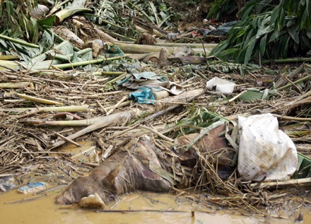 Chùm ảnh: Nơi cơn bão đi qua - 16