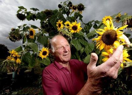 Cây hướng dương nở 104 bông - 2 Cây hướng dương nở 104 bông - 2