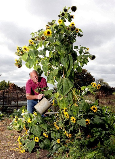 Cây hướng dương nở 104 bông - 1 Cây hướng dương nở 104 bông - 1