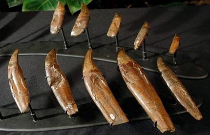 Đấu giá hóa thạch khủng long bạo chúa - 4 Đấu giá hóa thạch khủng long bạo chúa - 4