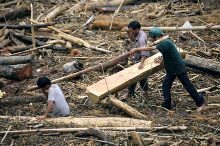 Tranh nhau “cướp” gỗ từ “miệng hà bá” - 8 Tranh nhau “cướp” gỗ từ “miệng hà bá” - 8