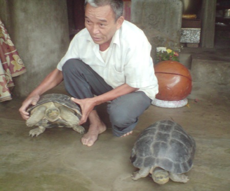 Hai “cụ” rùa được chuyển ra chùa Bái Đính chăm sóc - 1