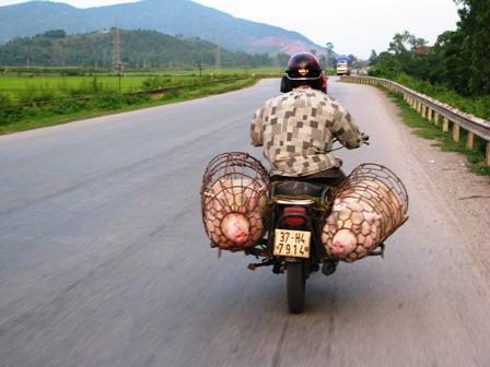 Dịch LMLM bùng phát trên diện rộng  - 1